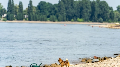Seit Samstagabend werden drei Menschen nach dem Baden im Rhein vermisst. (Archivbild) (Foto: Andreas Arnold/dpa)