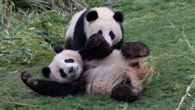 Die Pandabären-Brüder Pit und Paule verlassen kommende Woche den Berliner Zoo. Sie ziehen nach China. Doch ihre Eltern bleiben in Deutschland. (Foto: Paul Zinken/dpa)
