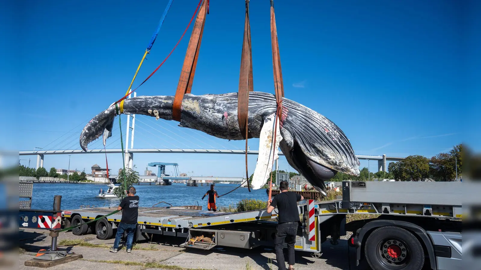 Der tote Wal vom Greifswalder Bodden ist seziert worden. (Archivbild) (Foto: Stefan Sauer/dpa)