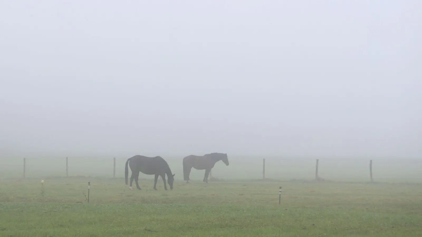 Die Koppel der Pferde liegt direkt neben dem bei Ausflüglern in der Region beliebten Regental-Radweg. (Symbolbild) (Foto: Karl-Josef Hildenbrand/dpa)