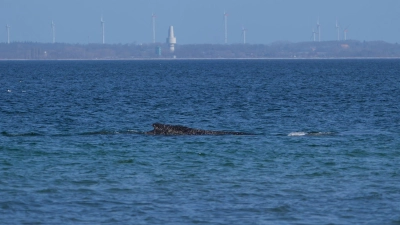 Nach tagelangen Bemühungen zahlreicher Helfer hatte sich der Wal in der Nacht zum Freitag nach Tagen selbst von einer Sandbank vor Timmendorfer Strand durch eine per Bagger ausgegrabene Rinne freigeschwommen. (Foto: Marcus Brandt/dpa)