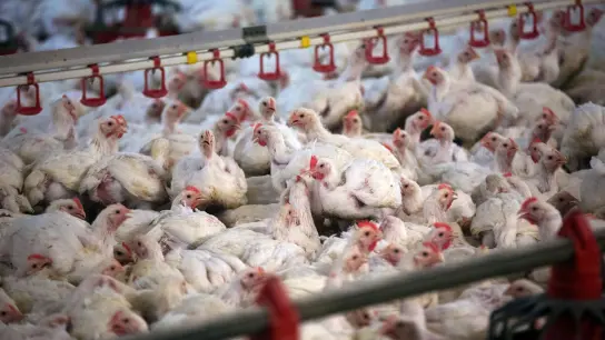 Eine Hautentzündung im Bereich des Unterbauches und des Darmausgangs ist der häufigste Grund, weswegen Masthühner für die Fleischproduktion als untauglich eingestuft werden. (Foto: Jens Büttner/dpa-Zentralbild/dpa)