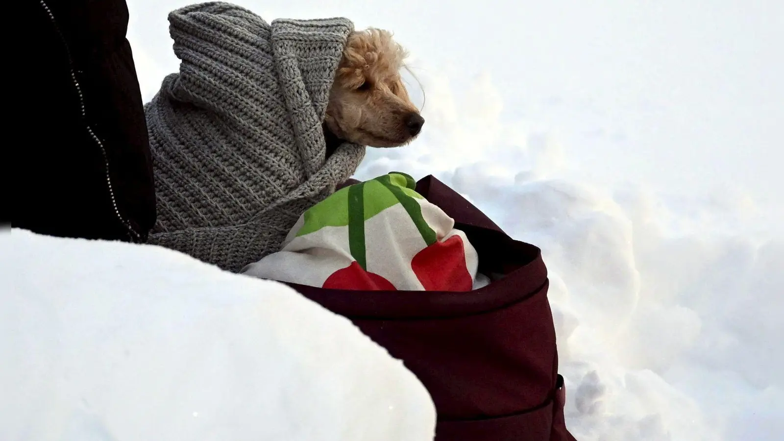 Tierischer Zuschauer beim Ski-Weltcup -in eine Decke eingewickelter Hund wartet an der Strecke der Langläufer. (Foto: Vesa Moilanen/Lehtikuva/dpa)