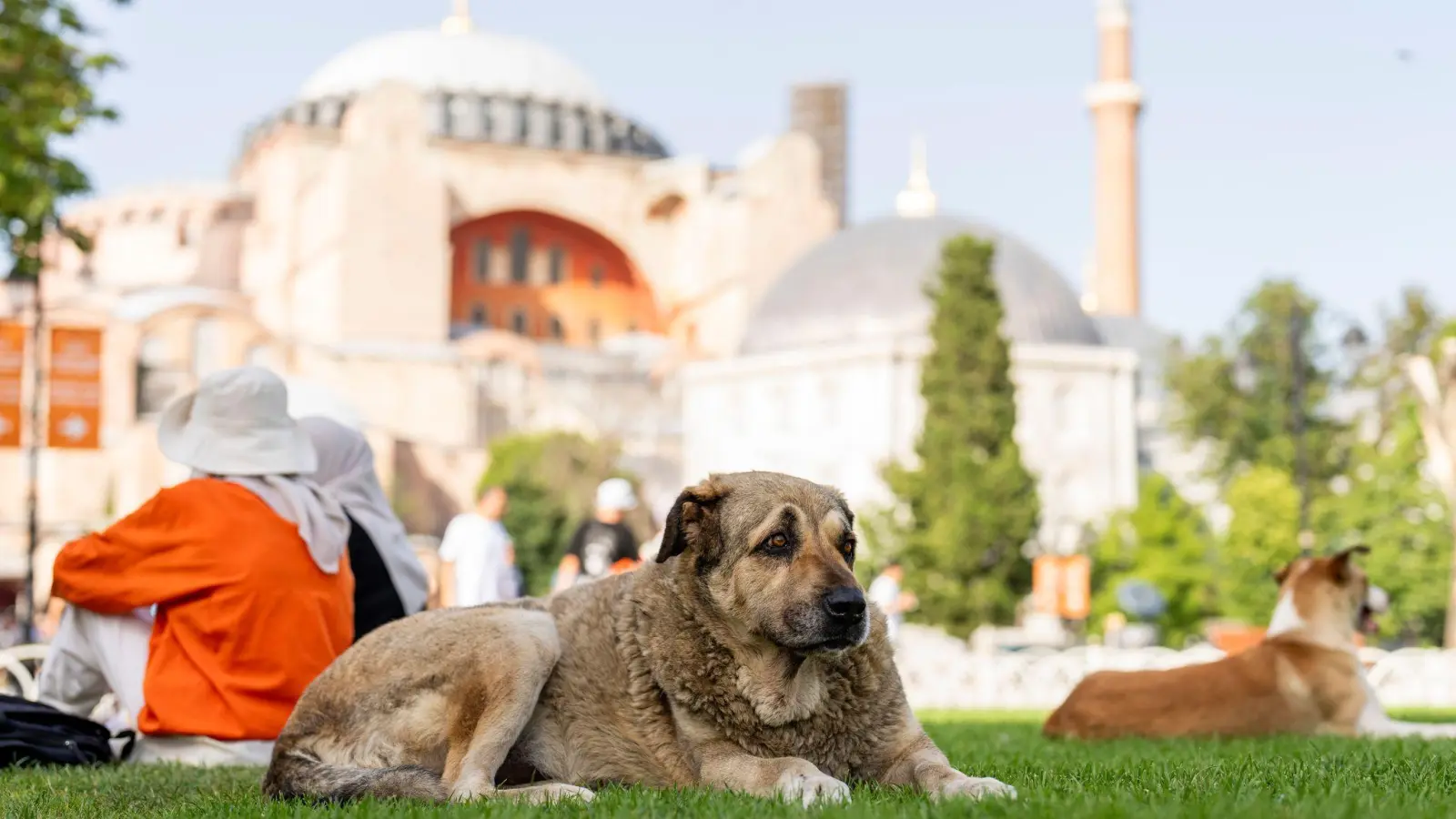 Straßenhunde in Istanbul sollen künftig nicht mehr gefüttert werden dürfen. (Archivbild) (Foto: Francisco Seco/AP/dpa)