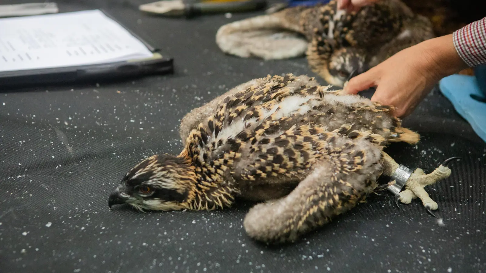 Ein Fischadler bei der Gesundheitsuntersuchung.  (Foto: Evi Lemberger)