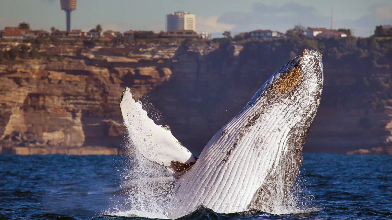 Ein Buckelwal taucht aus dem Wasser: Von Mai bis November lassen sich die Giganten vor Australiens Ostküste beobachten. (Foto: Whale Watching Sydney/dpa-tmn)