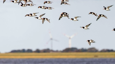 Die IUCN hat mit Blick auf den Schutz des Wattenmeers einige Bedenken (Archivbild) (Foto: Frank Molter/dpa)