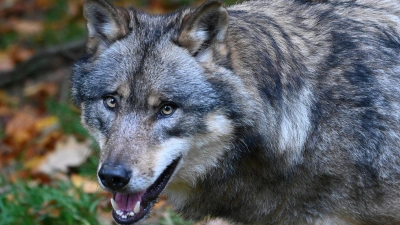 Ein Wolf läuft durch einen Wald. (Foto: Swen Pförtner/dpa/Symbolbild)