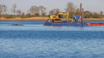 Das Konzept der privaten Initiative zur Rettung des Buckelwals ist wohl überholt.  (Foto: Jens Büttner/dpa)