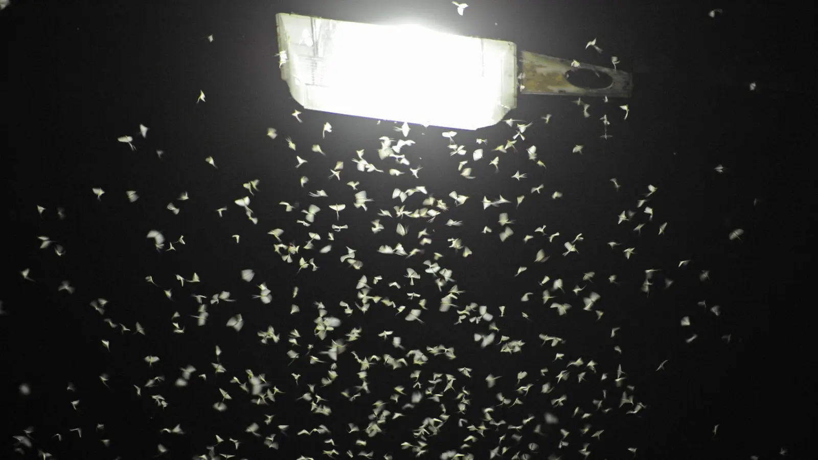 Das Licht von Straßenlaternen lockt Insekten an. (Archivbild) (Foto: Armin Weigel/dpa)