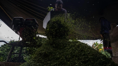 Kolumbien ist der größte Kokainproduzent der Welt. (Archivbild) (Foto: Edinson Arroyo/dpa)