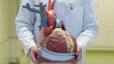Ein Arzt zeigt ein anatomisches Modell des menschlichen Herzens. (Foto: Sebastian Kahnert/dpa)
