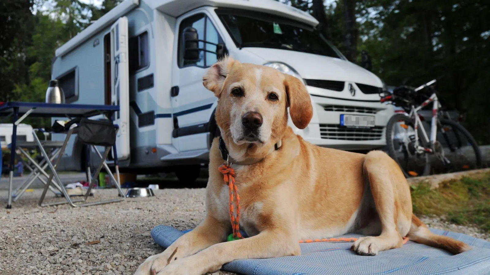 Campingurlaub mit Hund bietet viel gemeinsame Zeit und ist oft günstiger als ein Hotelaufenthalt. (Foto: Tobias Hase/dpa-tmn)