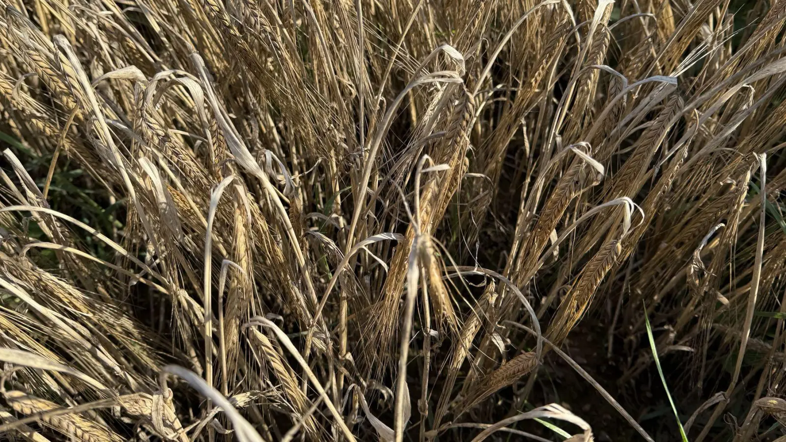 Die Anbaufläche für Braugerste ist in Bayern wieder gewachsen. (Foto: Kathrin Zeilmann/dpa)