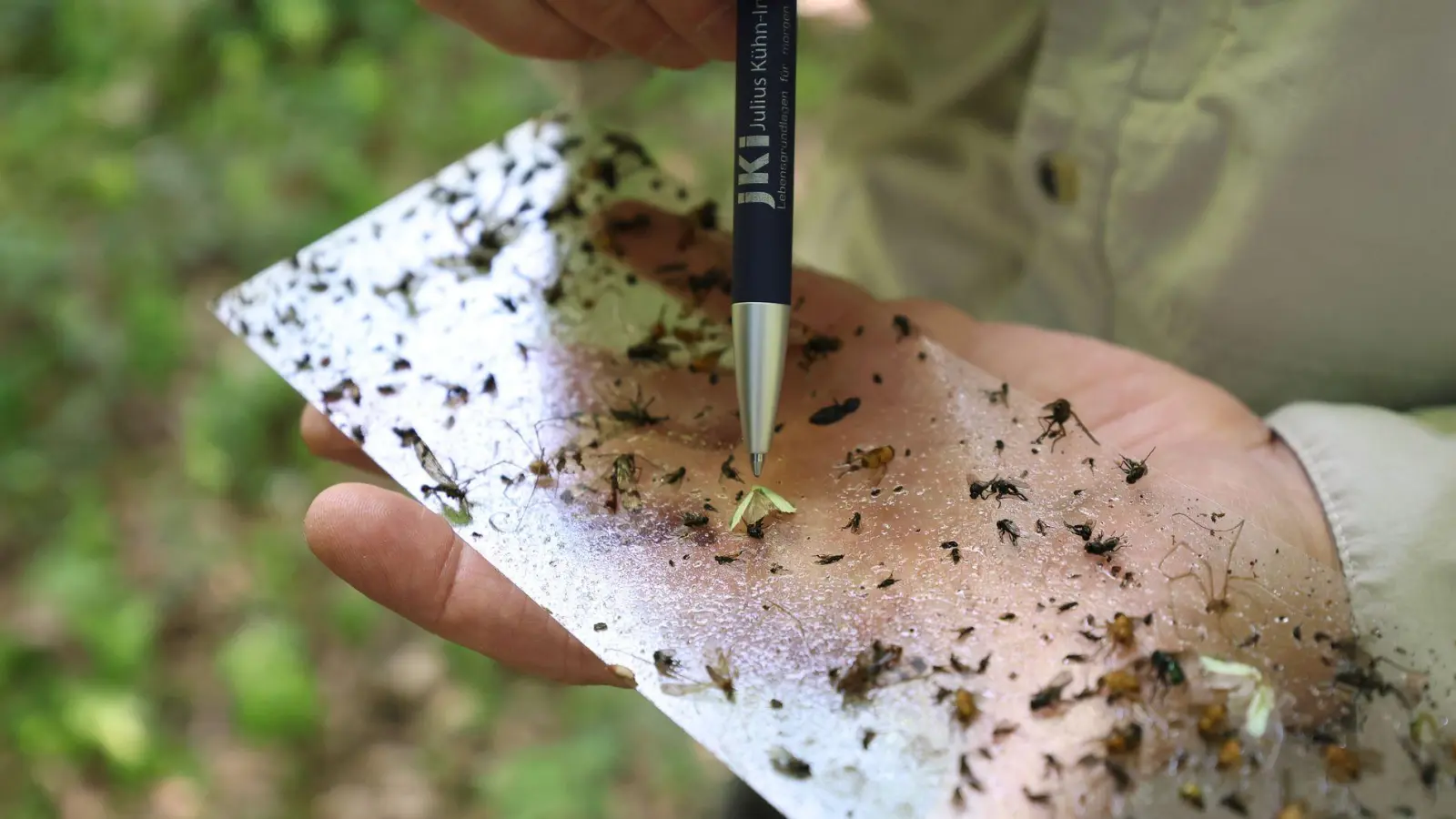 Die Falter bleiben auf einem Klebstreifen hängen. (Foto: Karl-Josef Hildenbrand/dpa)