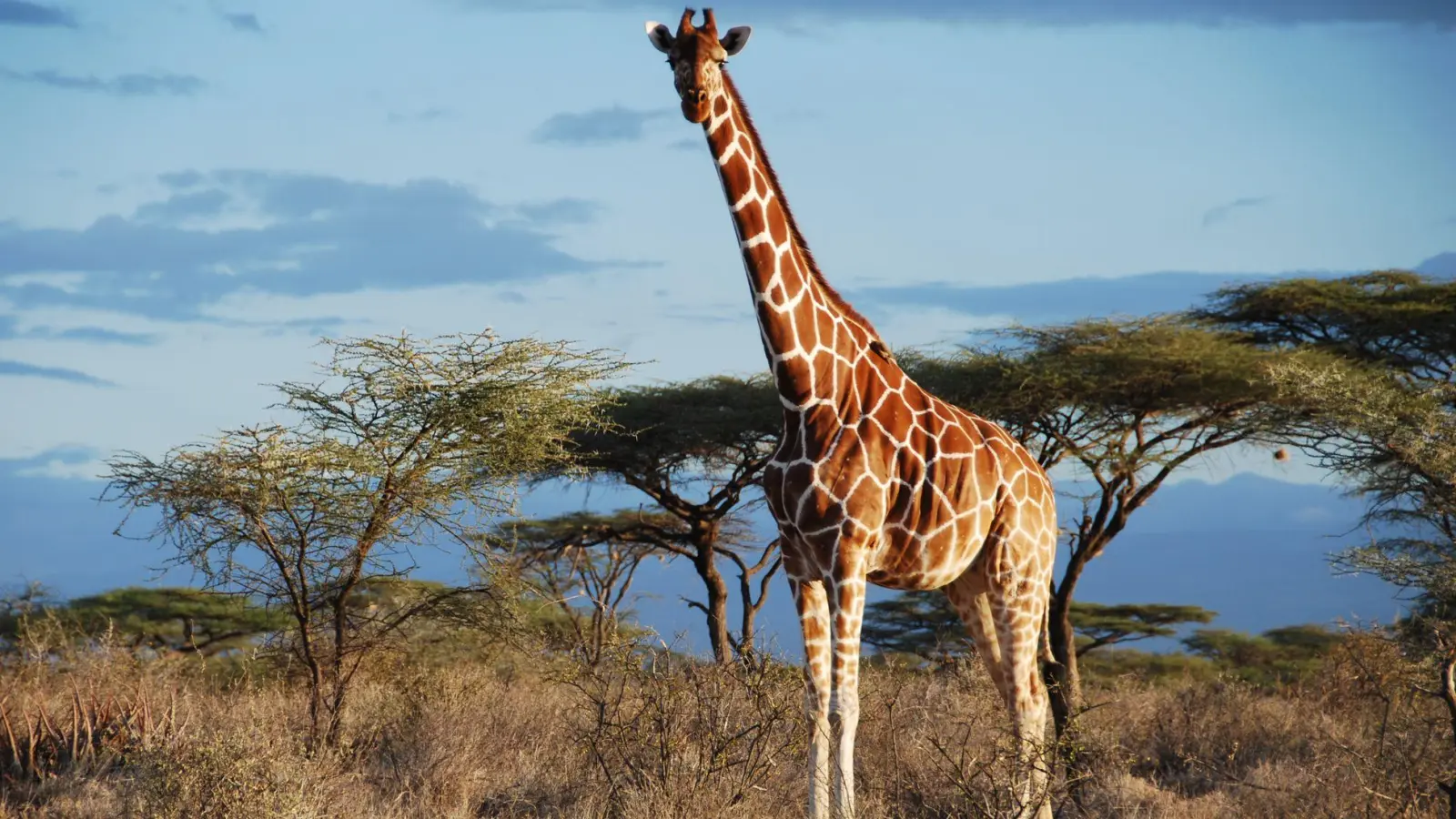 Eine Netz-Giraffe im Samburu National Park, Kenia. (Foto: -/GCF/dpa)