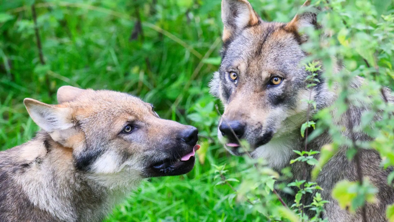Der Wolf ist naturschutzrechtlich streng geschützt. (Foto: Julian Stratenschulte/dpa)