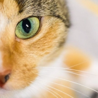 Eine der Katzen starb in der Brandwohnung. (Symbolbild) (Foto: Julian Stratenschulte/dpa)