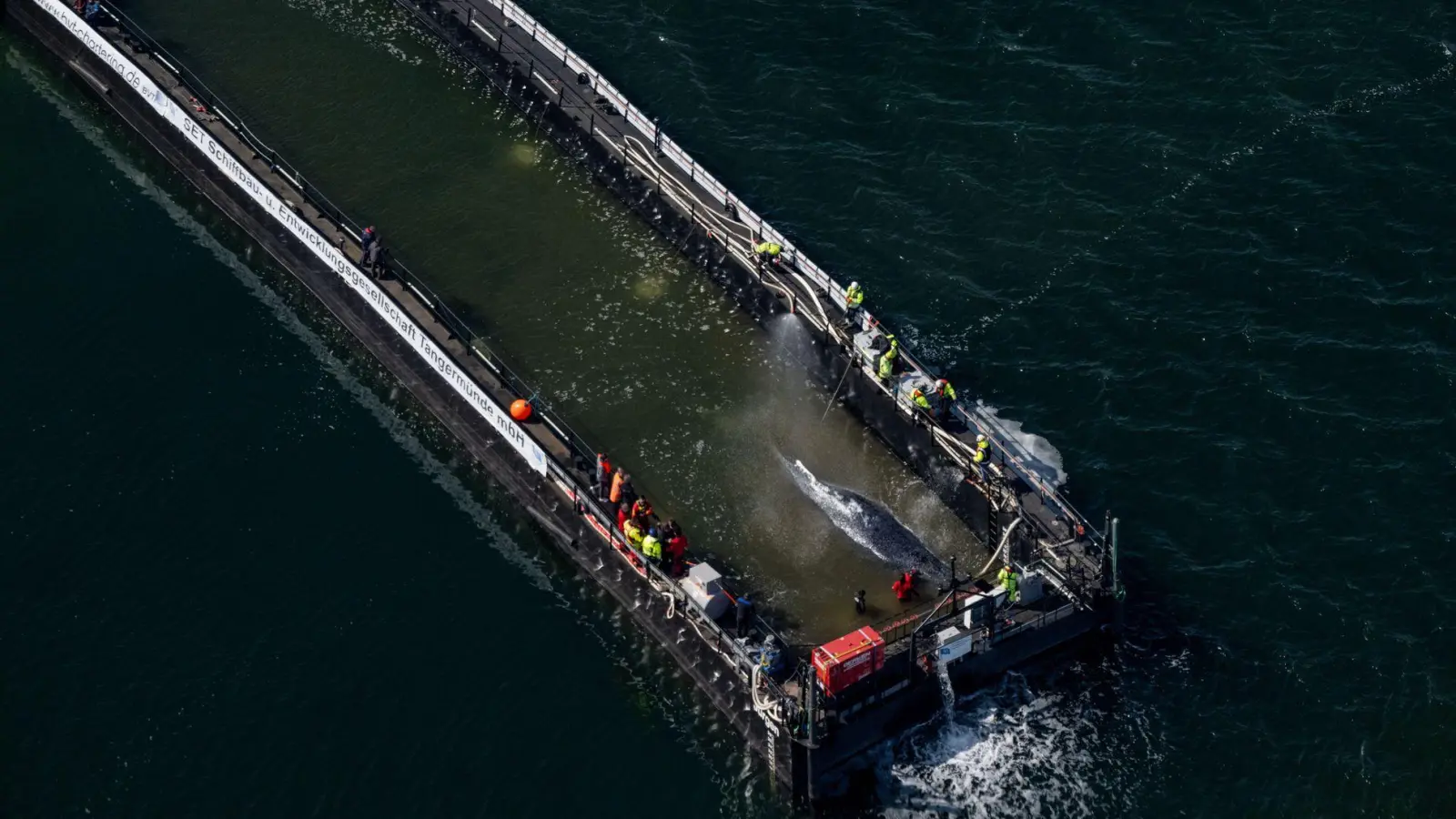 Jetzt hat sich die Barge mit dem Wal in Bewegung gesetzt. (Foto: Stefan Sauer/dpa)