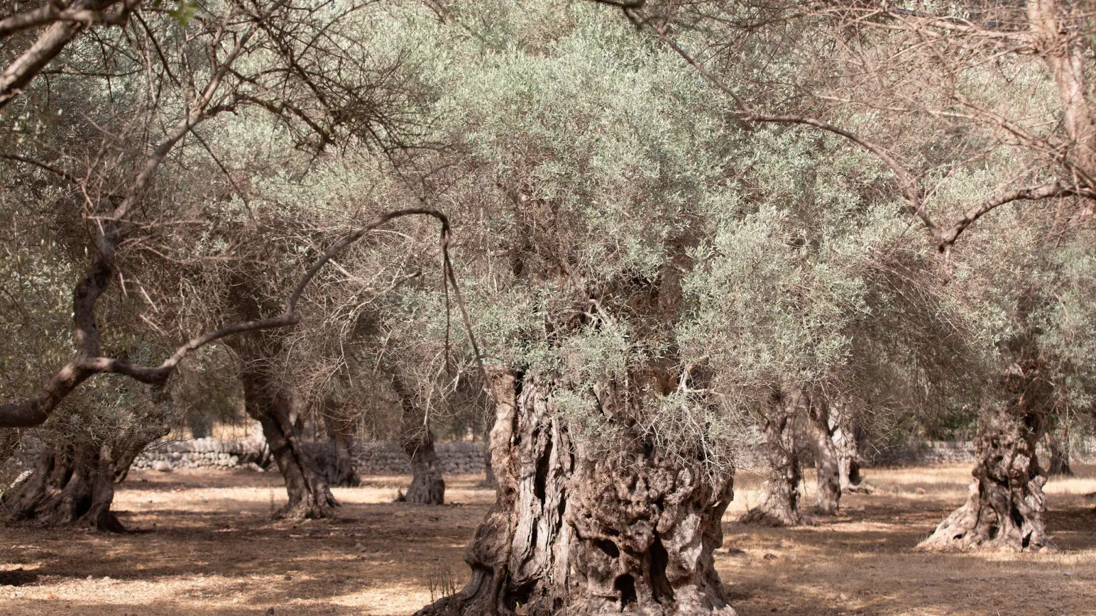 Wassermangel im Sommer ist auf Mallorca nichts Neues. (Archivfoto) (Foto: Clara Margais/dpa)