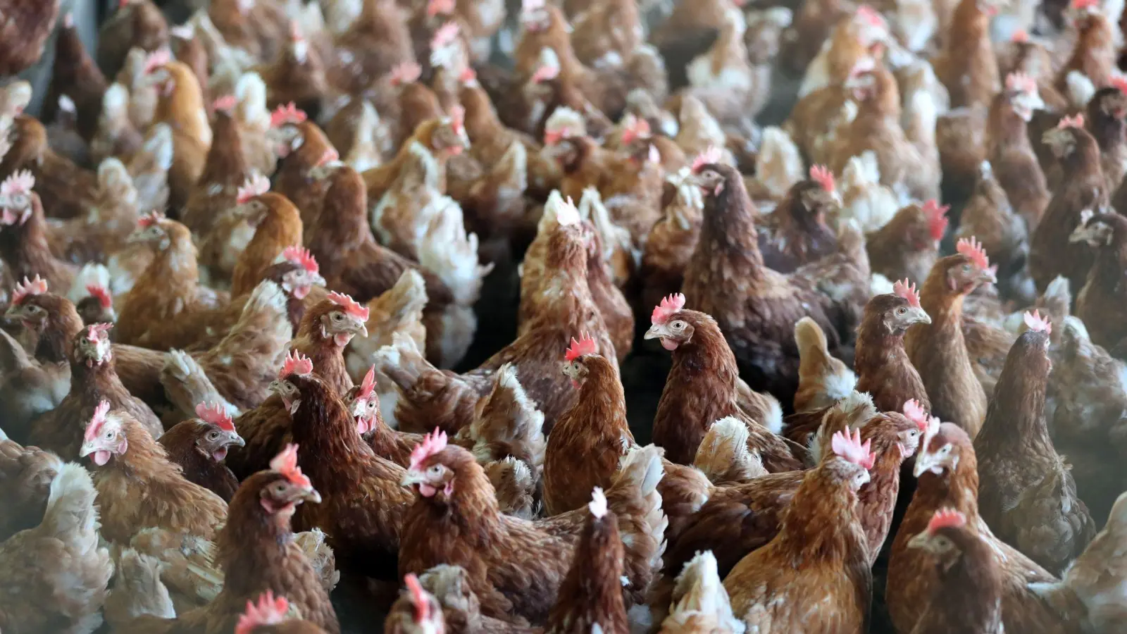 Hühner stehen in einem Stall auf einem Geflügelhof dicht beieinander. (Foto: Jan Woitas/dpa-Zentralbild/dpa/Symbolbild)