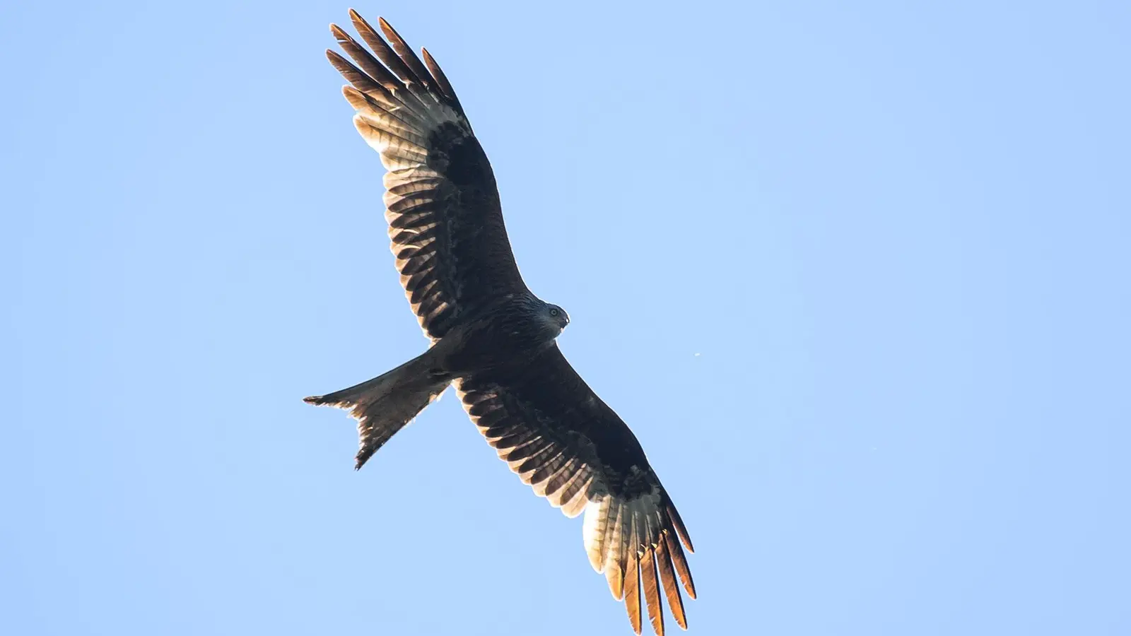 Unter den toten Vögeln waren unter anderem Rot- und Schwarzmilane sowie Mäusebussarde. (Symbolbild) (Foto: Klaus-Dietmar Gabbert/dpa)