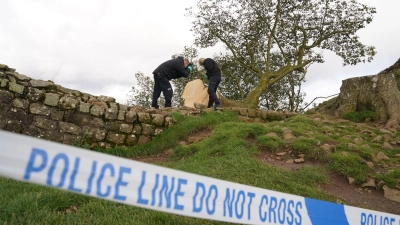 Forensische Ermittler der Polizei Northumbria untersuchen den illegal gefällten Berg-Ahorn-Baum („Sycamore Tree“) am Hadrianswall. (Foto: Owen Humphreys/PA Wire/dpa)