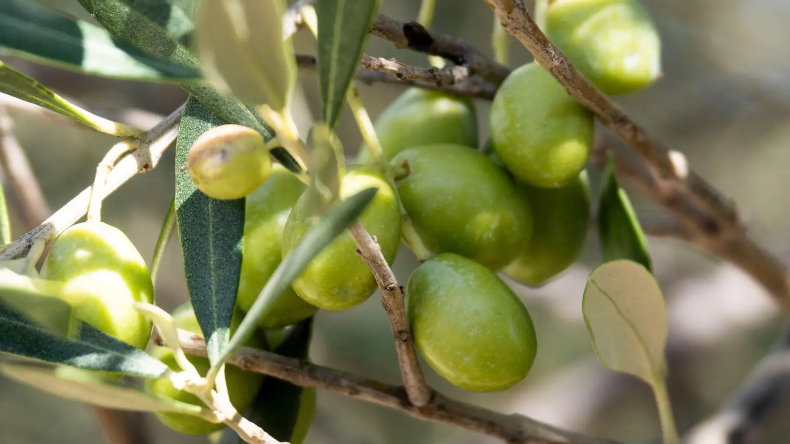 Mit einem Olivenbaum verleiht man jedem Garten oder Balkon einen mediterranen Touch. (Foto: Andreas Drouve/dpa-tmn)