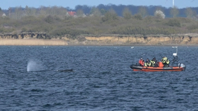 Der Buckelwal wurde nach dem Abtauchen wieder vor Wismar gesichtet.  (Foto: Stefan Sauer/dpa)