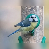 Sonnenblumenkerne sind laut Nabu Baden-Württemberg ein gutes Basisfutter und bei vielen Vogelarten beliebt. (Foto: Sebastian Gollnow/dpa)