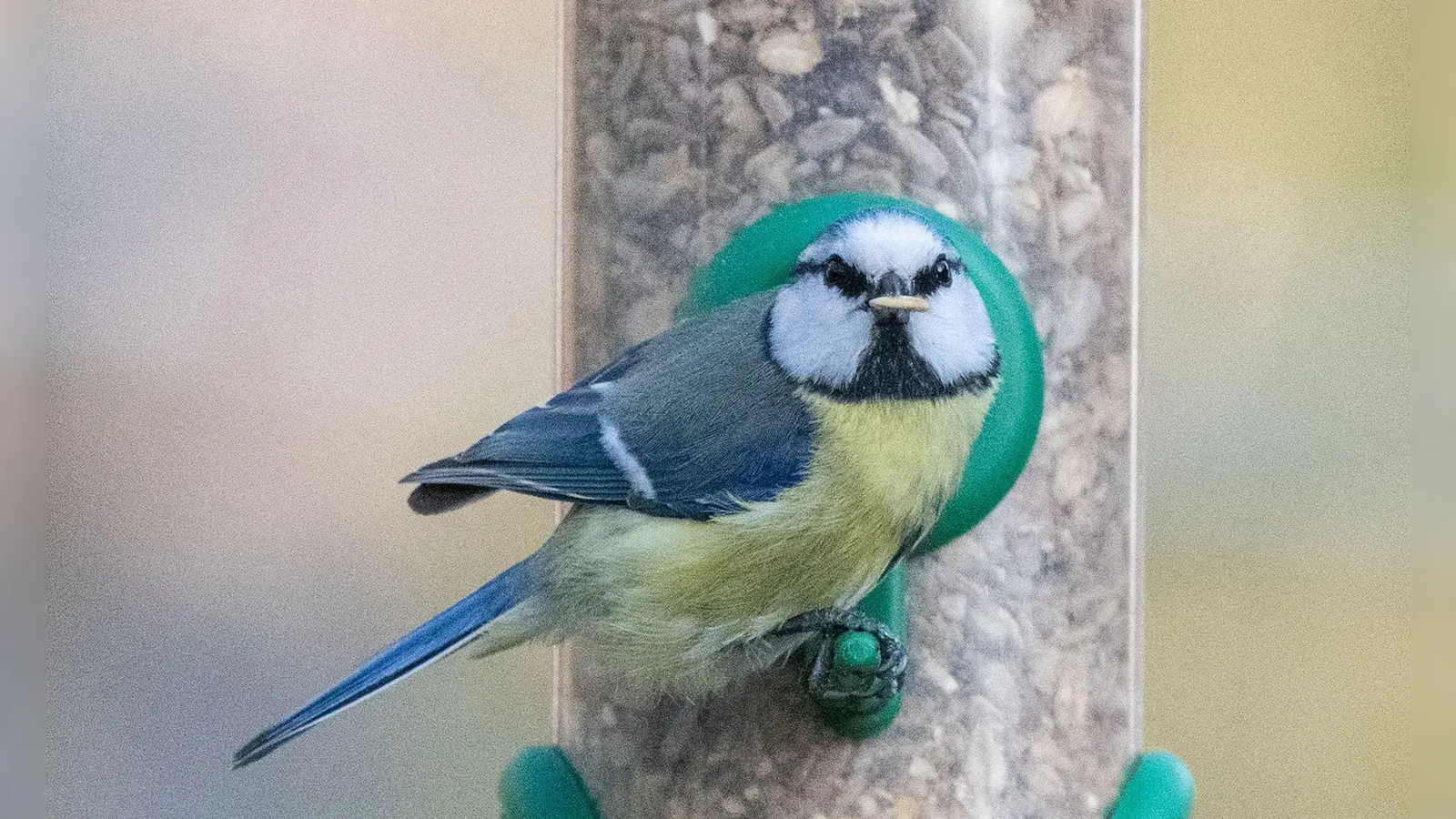 Sonnenblumenkerne sind laut Nabu Baden-Württemberg ein gutes Basisfutter und bei vielen Vogelarten beliebt. (Foto: Sebastian Gollnow/dpa)