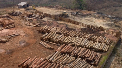 Weltweit sind im vergangenen Jahr einem Bericht zufolge rund 3,7 Millionen Hektar tropischer Urwald zerstört worden (Archivbild). (Foto: Andre Penner/AP/dpa)