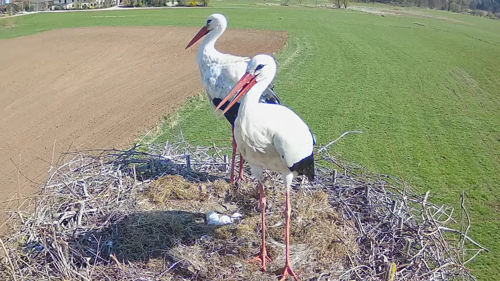 Walli und Frieder in Echtzeit auf Youtube. Oft ist nur das Weibchen zu sehen, wie sie ihre Eier brütet.  (Screenshot: Luca Paul)