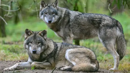Zwei Wölfe im Gehege im Wildpark Schorfheide. Der Wolf breitet sich seit seiner Rückkehr nach Deutschland 1998 langsam weiter aus. (Foto: Patrick Pleul/dpa-Zentralbild/dpa)