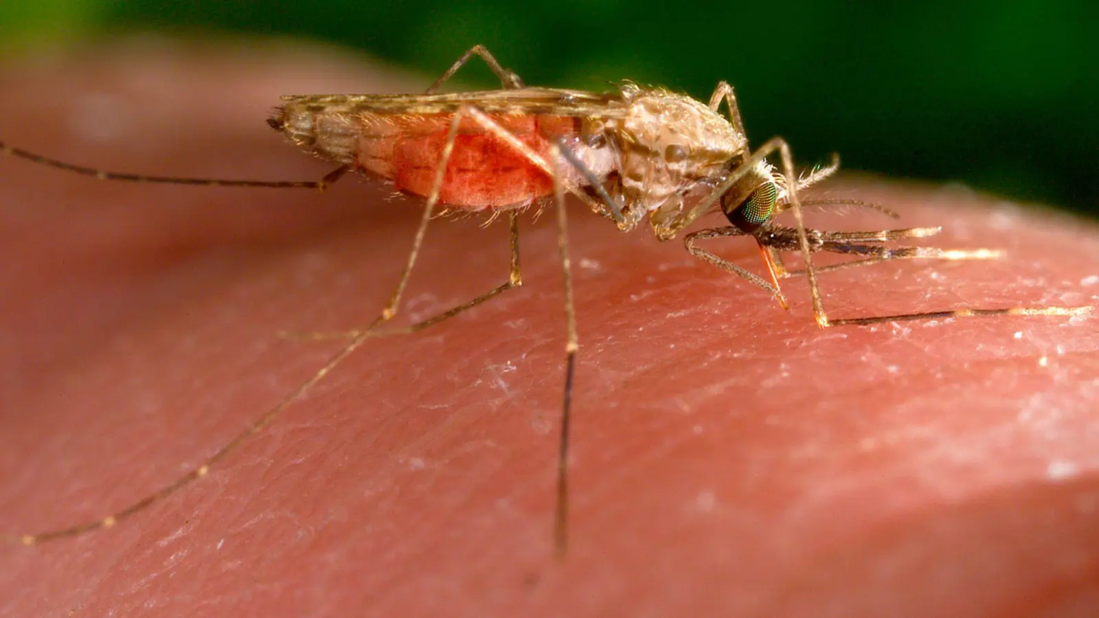 Anopheles-Mücken übertragen Malaria-Erreger. (Foto: James Gathany/CDC/AP/dpa)