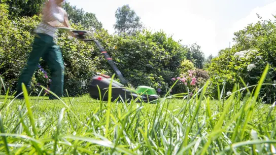 Pause! Gartenexperten rufen dazu auf, für einen Monat - den Mai - nicht den Rasen zu mähen. Denn das tut den Tieren und den Pflanzen gut. (Foto: Christin Klose/dpa-tmn)