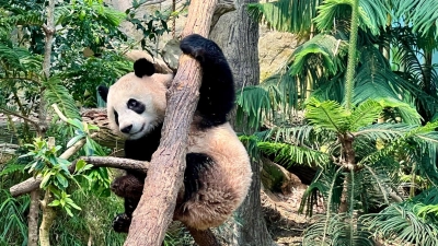 Noch bis zum 20. November können Besucher den kleinen Panda Le Le in seinem Gehege im Zoo in Singapur bestaunen. (Foto: Carola Frentzen/dpa)