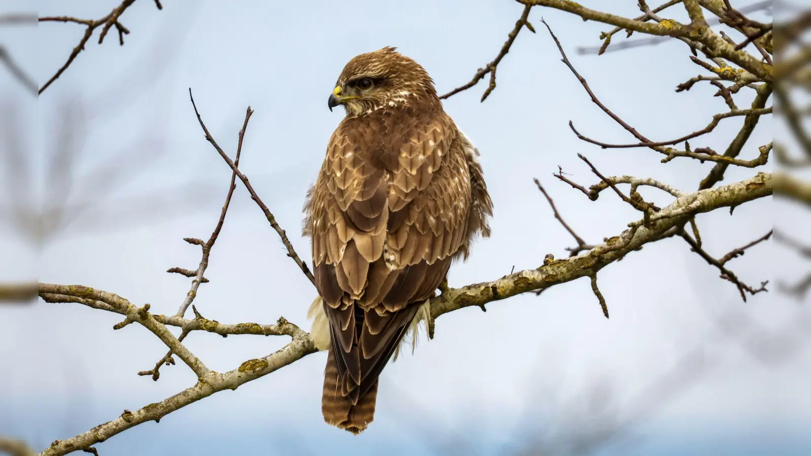 Ein Bussard im Landkreis Haßberge ist mit einem Gift getötet worden. (Symbolbild) (Foto: Thomas Warnack/dpa)