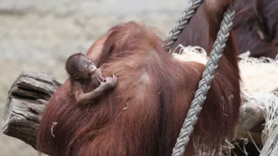 Die Orang-Utan-Mutter Cantik kümmert sich fürsorglich um ihr kleines Mädchen, das am 14. März geboren worden ist. (Foto: Carina Braun/Zoo Rostock/dpa)