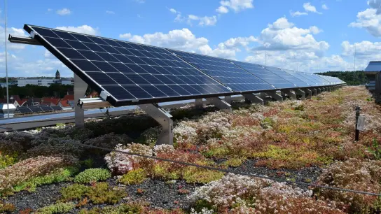 Für ein Solargründach eignen sich niedrig wachsende Pflanzen, die Trockenheit gut vertragen. (Foto: G. Mann,BuGG e.V./Verbraucherzentrale NRW/dpa-tmn)