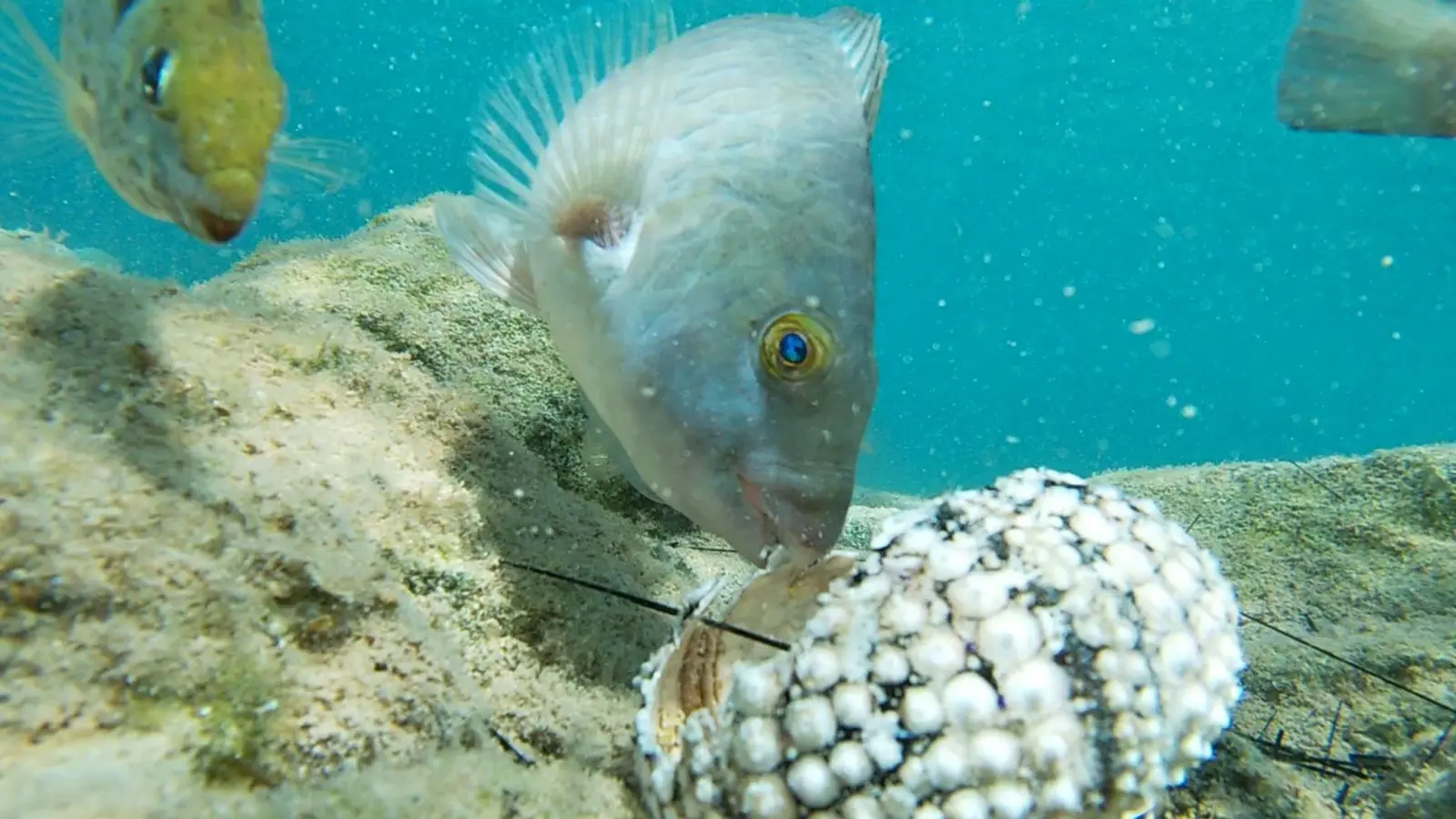Fische fressen einen Seestern im Mittelmeer. (Foto: Courtesy of Tel Aviv University/dpa)