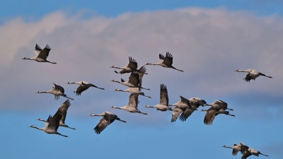 Jetzt ziehen die Kraniche etwa aus Skandinavien wieder in Wellen gen Süden. In Deutschland sammeln sie sich an zentralen Rastplätzen.  (Foto: Patrick Pleul/dpa)