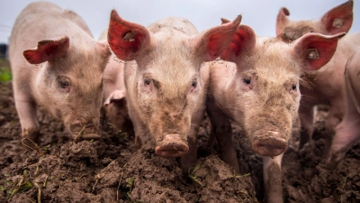 Schweine in Auslaufhaltung stehen unter freiem Himmel. (Foto: Sina Schuldt/dpa/Symbolbild)