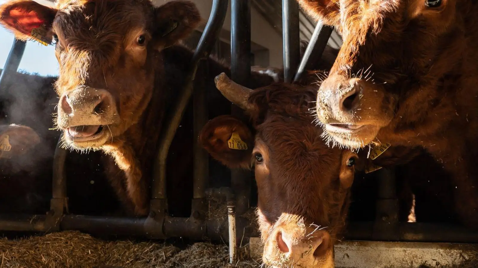 Rinder fressen in einem Stall. (Foto: Silas Stein/dpa)