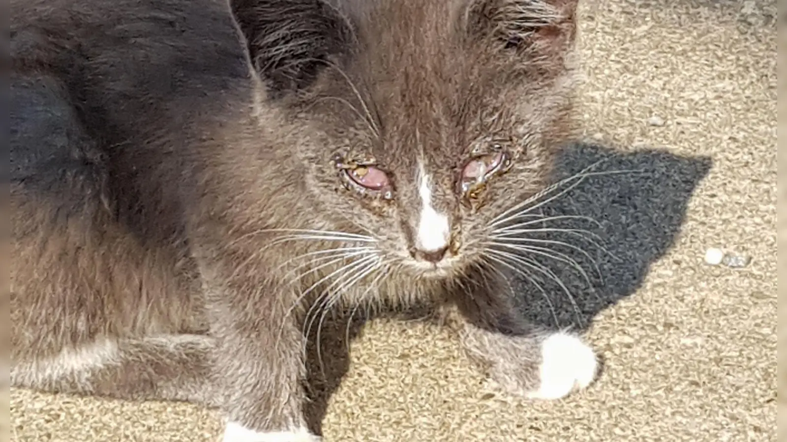 Katzenschnupfen sorgt gerade bei verwilderten Tieren wie diesem Katzenwelpen für großes Leid. (Foto: Landratsamt Ansbach)