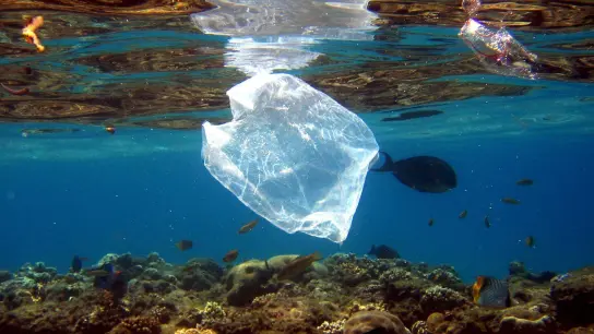 Eine Plastiktüte schwimmt über Korallen im Roten Meer in Ägypten. (Foto: Mike_Nelson/epa/dpa)