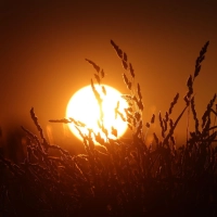 Viel Sonne, historisch wenig Regen: Das Wetter im Frühjahr bereitet an einigen Stellen Probleme. (Symbolbild) (Foto: Karl-Josef Hildenbrand/dpa)
