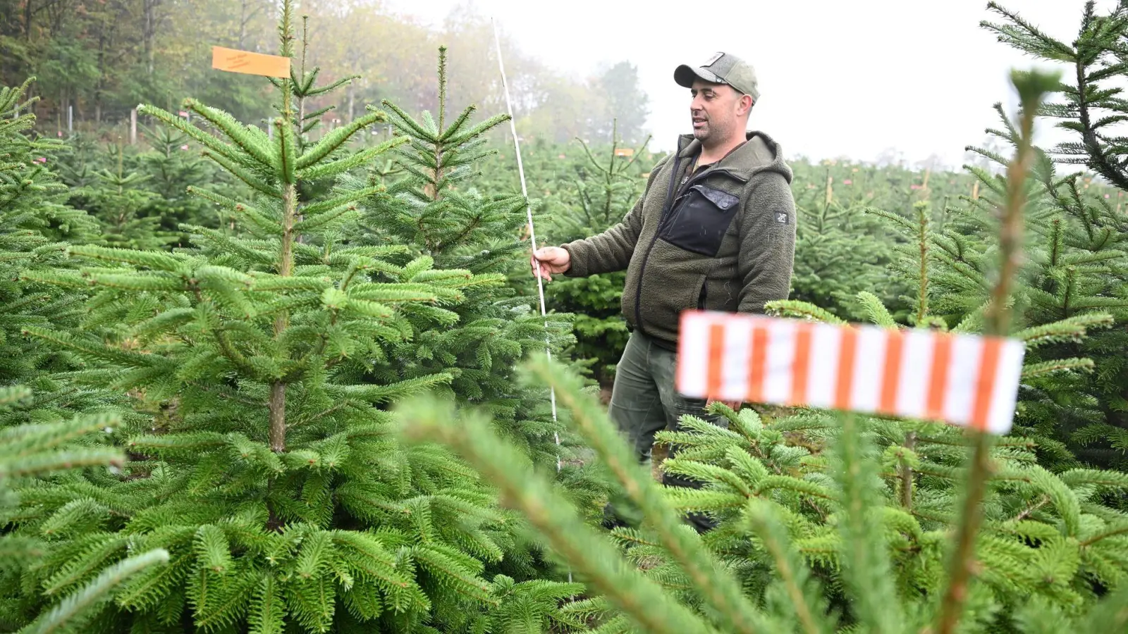 Der Vorsitzende des Christbaumverbandes Baden-Württemberg, Sebastian Fertig, steht in einer Anpflanzung von Weihnachtsbäumen in Mudau im Norden Baden-Württembergs. (Foto: Bernd Weißbrod/dpa)