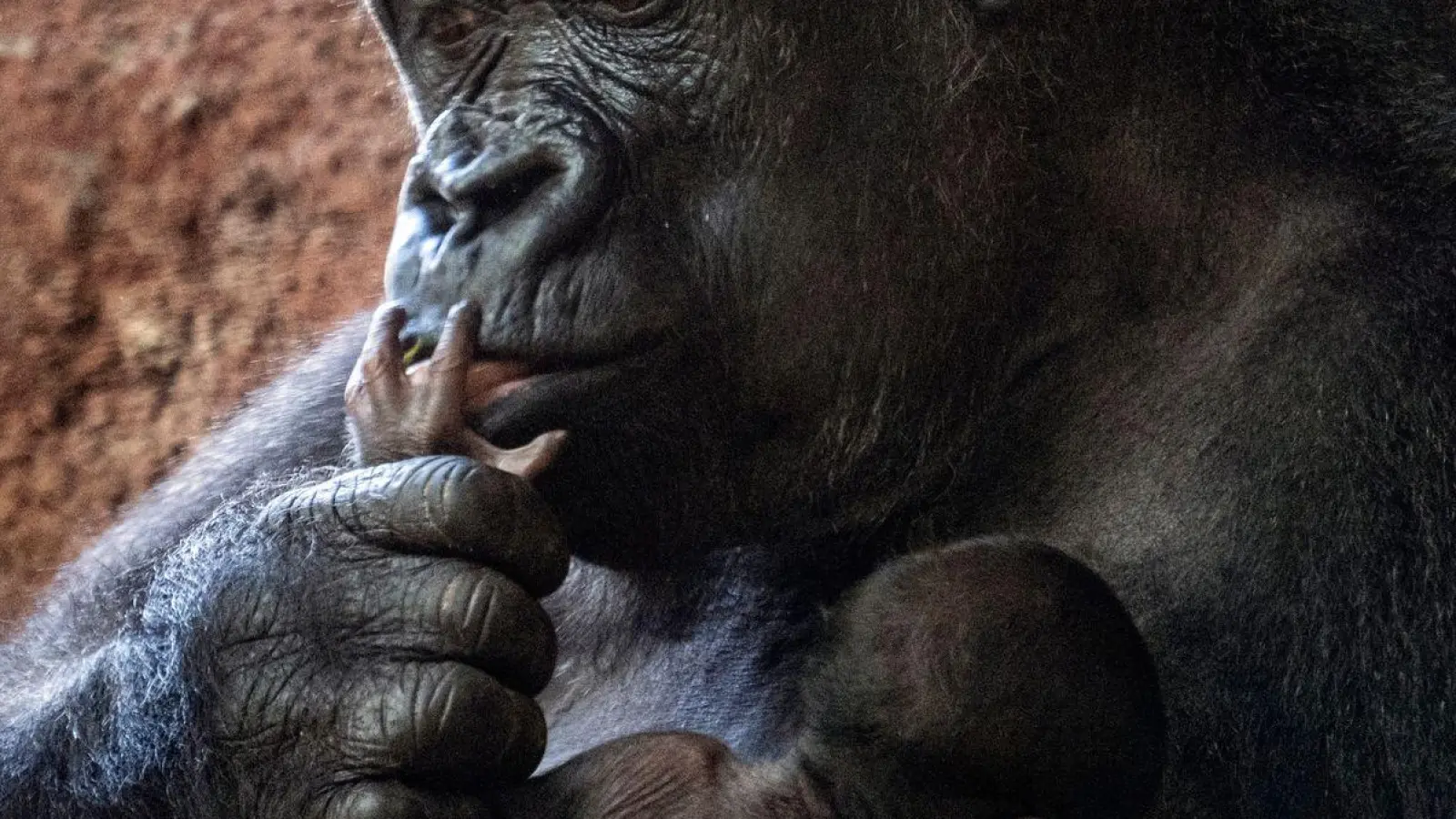 Die Gorilla-Dame Kijivu kümmert sich um ihr Kind. (Foto: Vondrou Roman/CTK/dpa)