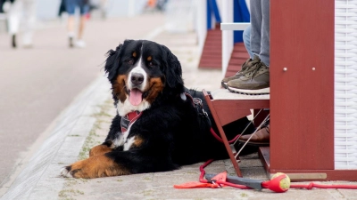 Damit der Urlaub auch für den Hund erholsam wird, sollte das Reiseziel zu seinen Bedürfnissen passen. (Foto: Hauke-Christian Dittrich/dpa/dpa-tmn)